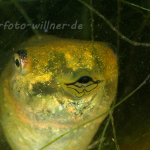 Kreuzkrötenlarve 3 Foto W. Willner