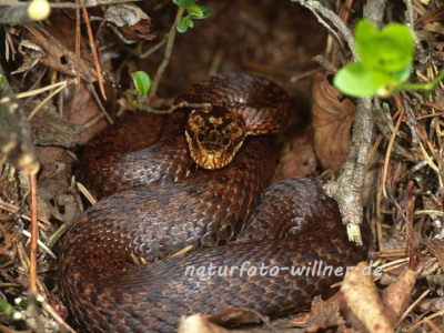 Kreuzotter 12 Foto W. Willner