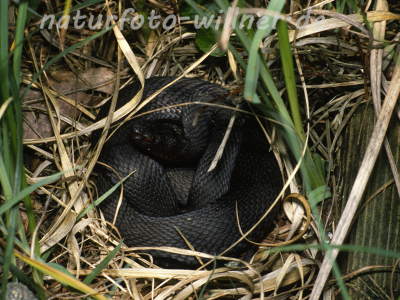 Kreuzotter 13 Foto W. Willner