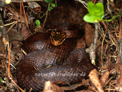 Kreuzotter 2 Foto W. Willner