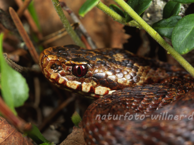 Kreuzotter 4 Foto W. Willner