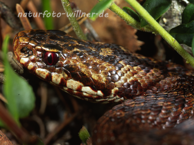 Kreuzotter 5 Foto W. Willner
