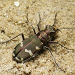 Kupferbrauner Sandlaufkäfer 3 Foto W. Willner