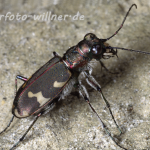 Kupferbrauner Sandlaufkäfer 4 Foto W. Willner