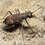 Kupferbrauner Sandlaufkäfer 6 Foto W. Willner