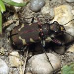 Kupferbrauner Sandlaufkäfer 8 Foto W. Willner