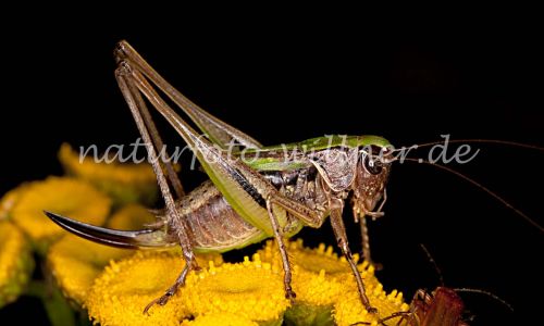 Kurzflügelige Beisschrecke (Metrioptera brachyptera) 24 Foto W. Willner