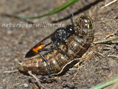 Kurzstiel-Sandwespe 4 Foto W. Willner