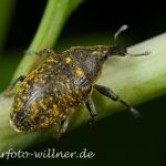 Larinus turbinatus Kratzdistelrüssler Foto W. Willner_9249