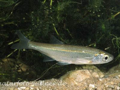 Laube 2 (Alburnus alburnus) Foto W. Willner