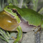 Laubfrosch 102 Foto W. Willner