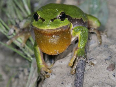 Laubfrosch (Hyla arborea)