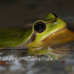 Laubfrosch 113 Foto W. Willner