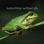Laubfrosch 17 Foto W. Willner