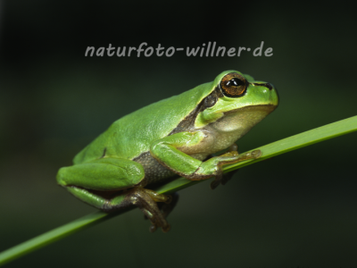 Laubfrosch 17 Foto W. Willner