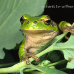 Laubfrosch 2tif