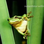 Laubfrosch 32 Foto W. Willner