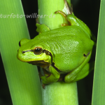 Laubfrosch 34 Foto W. Willner