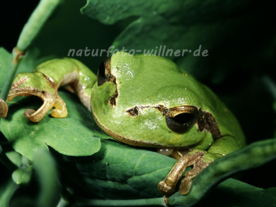 Laubfrosch 40 Foto W. Willner