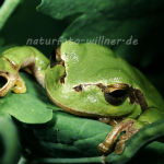 Laubfrosch 40 Foto W. Willner