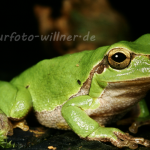 Laubfrosch 5 Foto W. Willner