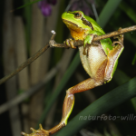 Laubfrosch 50 Foto W. Willner