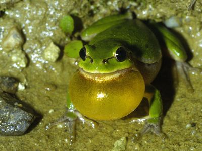 Laubfrosch 51 Foto W. Willner