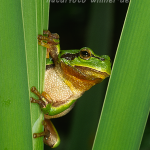 Laubfrosch 55 Foto W. Willner