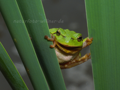 Laubfrosch 56 Foto W. Willner