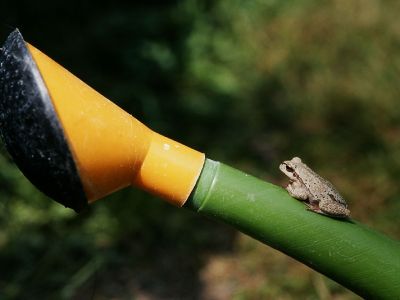 Laubfrosch 88 Foto W. Willner