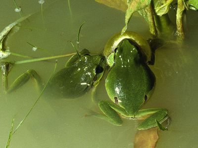 Laubfrösche (Hyla arborea)
