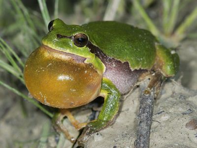 Laubfrosch (Hyla arborea)