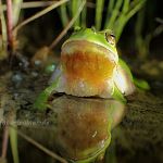Laubfrosch (Hyla arborea) 121 Foto W. Willner