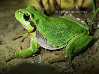 Laubfrosch (Hyla arborea) 125 Foto W