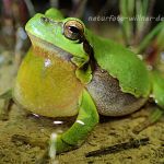 Laubfrosch (Hyla arborea) 129 Foto W
