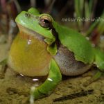 Laubfrosch (Hyla arborea) 134 Foto W