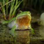 Laubfrosch (Hyla arborea) 136 Foto W