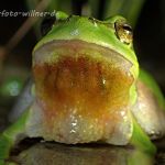 Laubfrosch (Hyla arborea) 138 Foto W