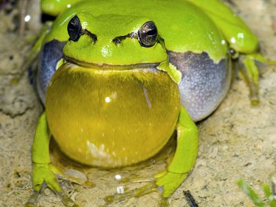 Laubfrosch (Hyla arborea) 143 Foto W. Willner