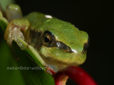 Laubfrosch Larve 6 Foto W. Willner