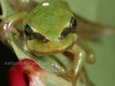 Laubfrosch Larve 7 Foto W. Willner
