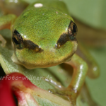 Laubfrosch Larve 7 Foto W. Willner
