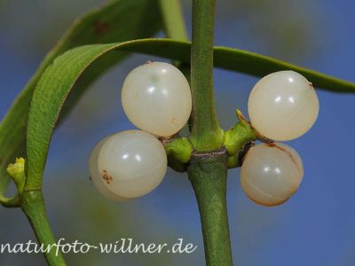 Laubholz-Mistel 14 Foto W. Willner