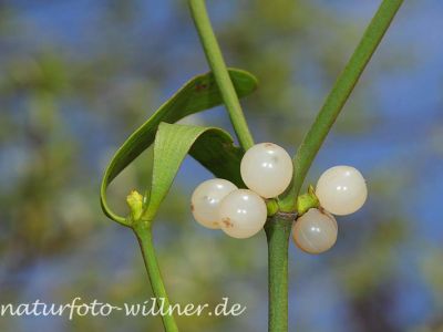 Laubholz-Mistel 15 Foto W. Willner