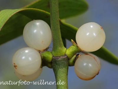 Laubholz-Mistel 21 Foto W. Willner
