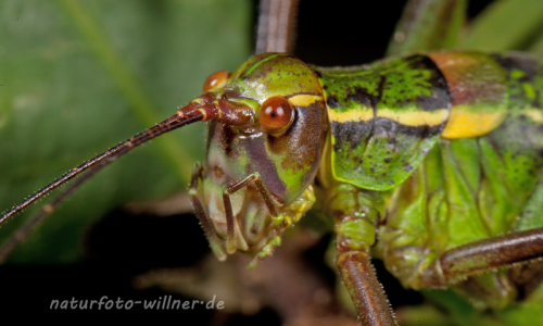 Laubholz-Säbelschrecke Barbitistes serricauda 1 Foto Wolfgang Willner Naturfoto-8