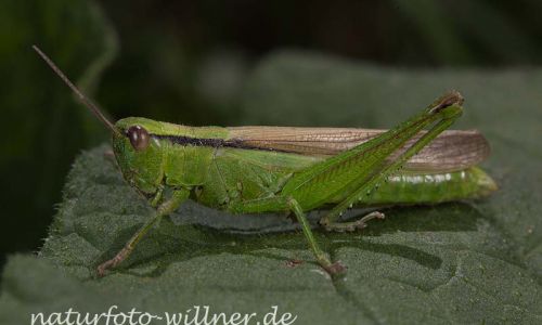Lauchschrecke Mecostethus parapleurus Foto W. Willner-10