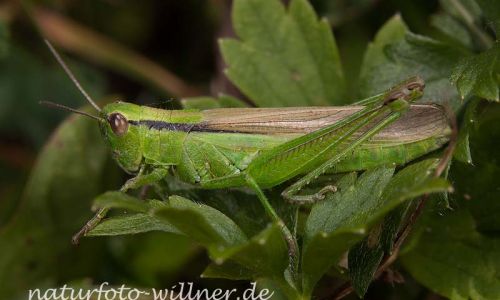 Lauchschrecke Mecostethus parapleurus Foto W. Willner-27