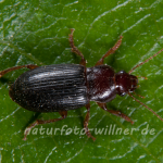Laufkäfer (Ophonus melleti) Foto W. Willner-8