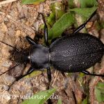 Lederlaufkäfer (Carabus coriaceus) Foto W. Willner-12